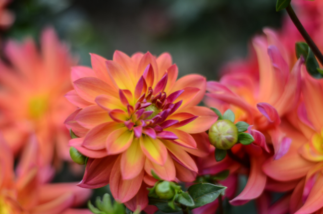 dahlia