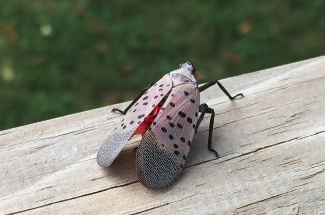 spotted lanternfly on a piece of wood