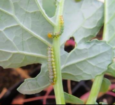 Cross-striped cabbageworm