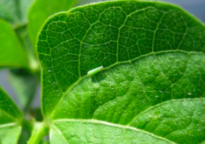 Potato leafhopper on green beans.