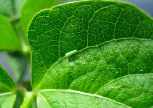 green insect on the leaf of a bean plant