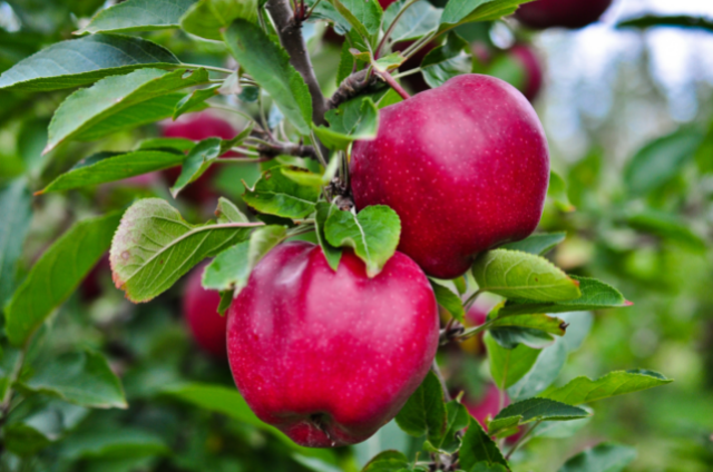 apple tree