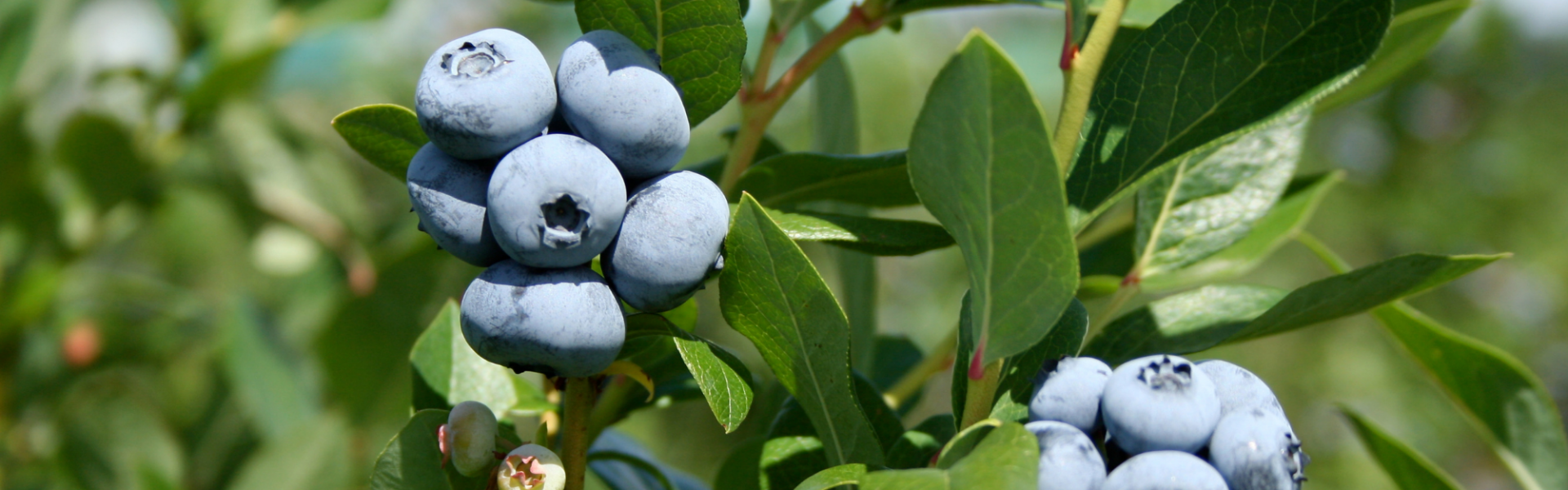 blueberries ripening on bush