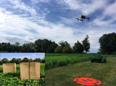 Drone practice flight and potato leafhopper experiment cages on beans planted at UConn Plant Science Research Farm.