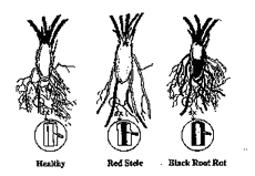 black root rot in strawberries