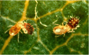 T. pyri feeding on European red mite