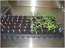 tomato plugs in tray