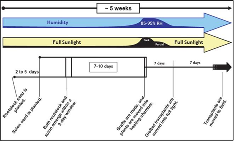 Figure S:  Schematic timeline for grafting young tomato seedlings (CL Rivard). Growers need to establish their own timeline since the exact timing will vary based on growing conditions and with the growth habit of both the rootstock & scion cultivars.