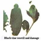 black vine weevil
