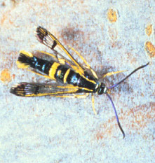 dogwood adult insect