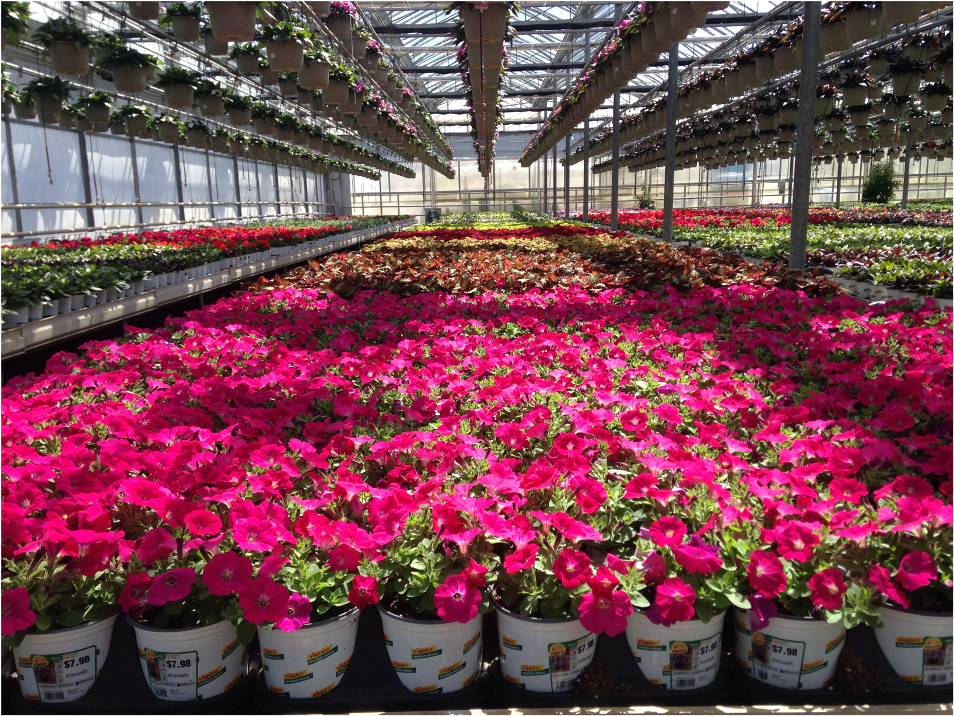greenhouse filled with plants