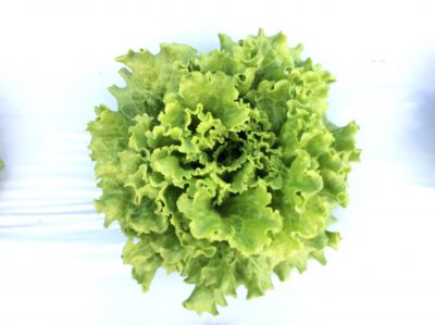green head of lettuce growing in white plastic mulch on vegetable farm