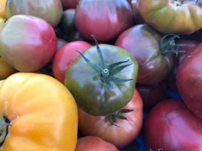 crate of multi-color tomatoes