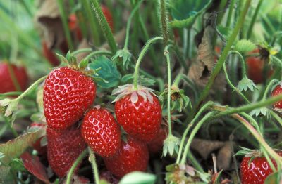 red strawberries on a plant in the field on a farm