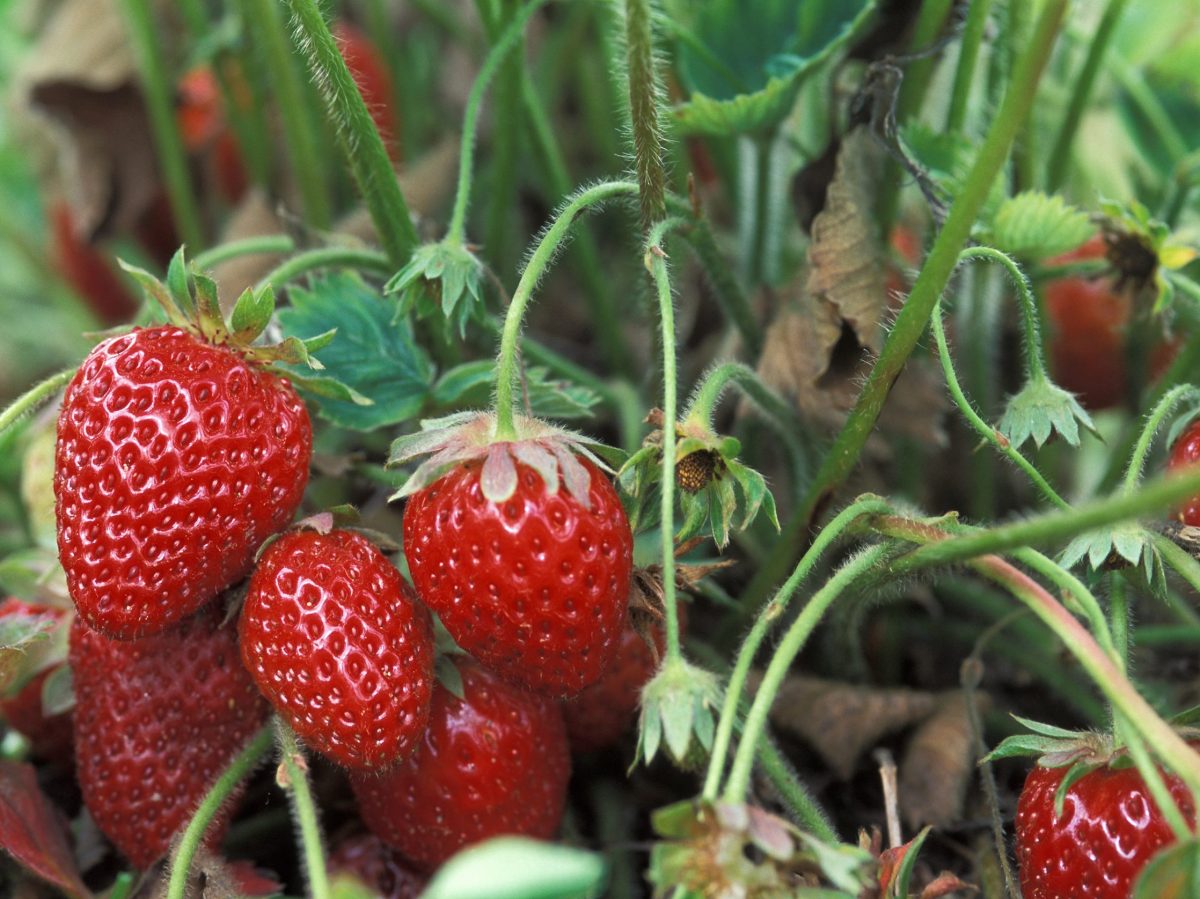 red strawberries on a plant in the field on a farm