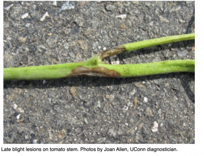 late blight lesion on tomato plant