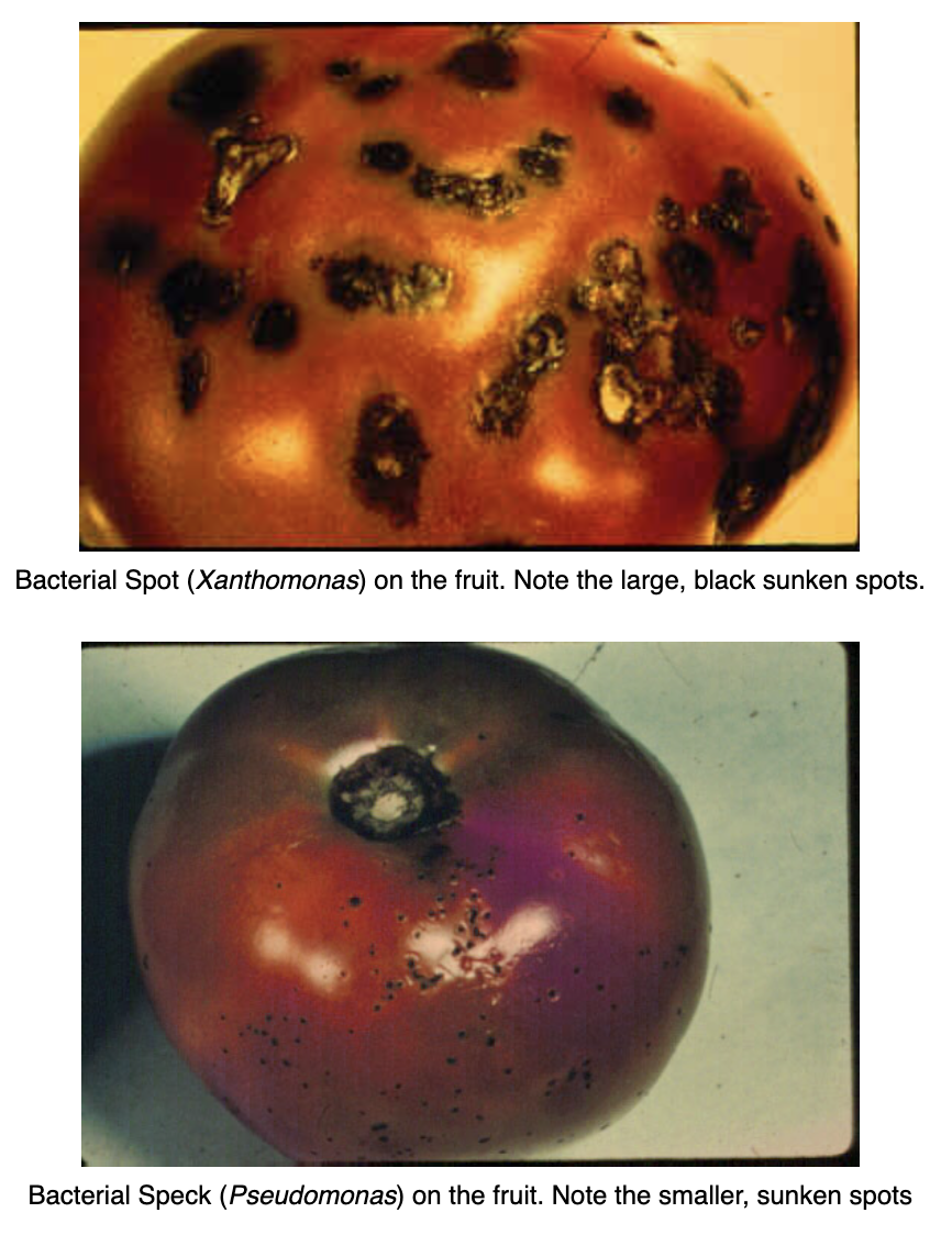 bacterial diseases of tomato