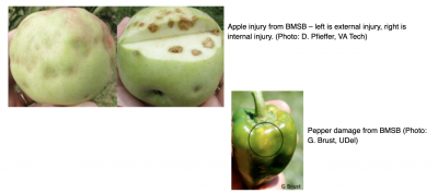 apple injury from BMSB