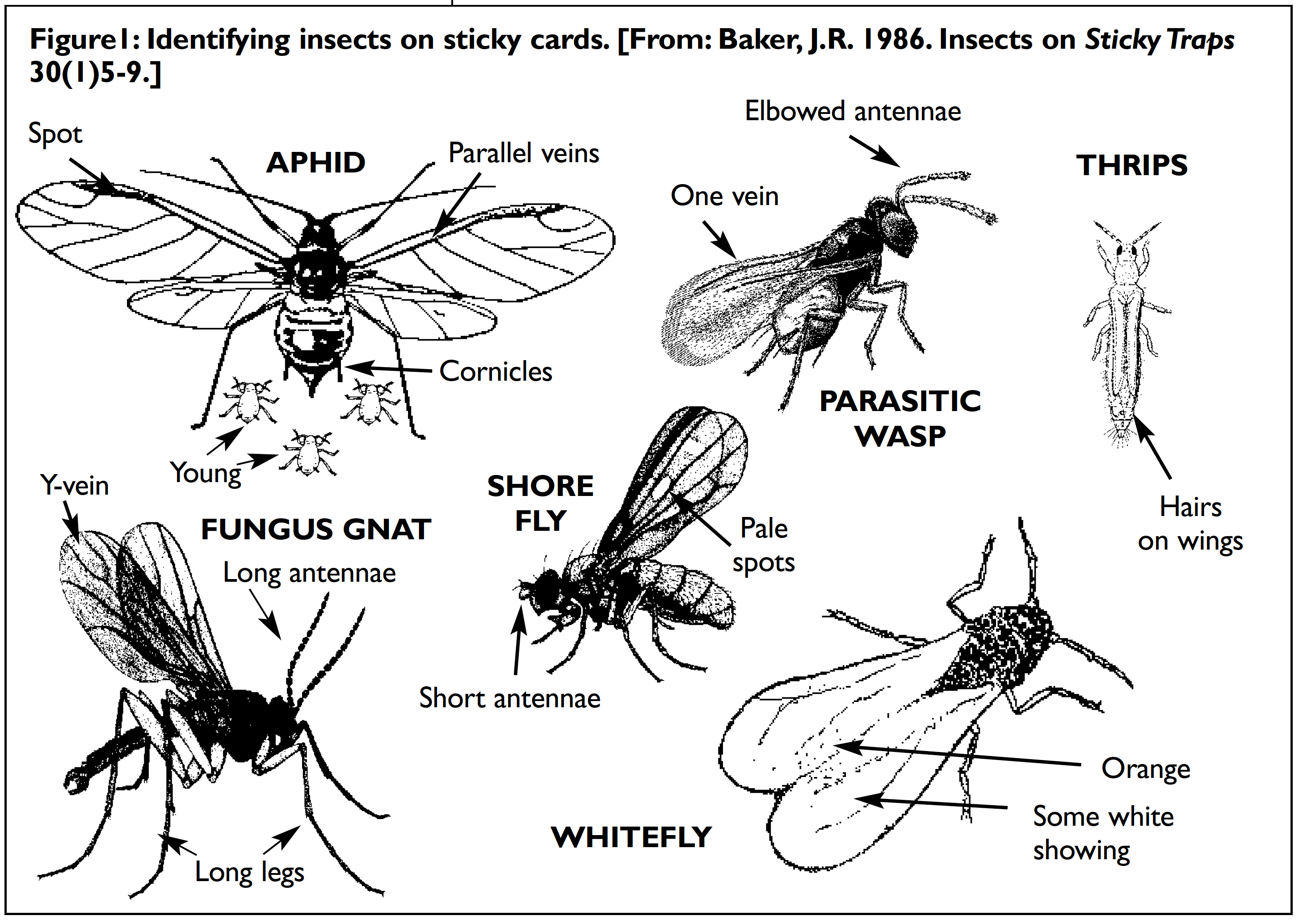 Figure 1: Identifying Insects on Sticky Cards
