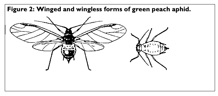 Figure 2 winged aphids