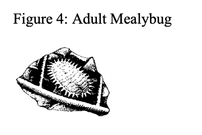 adult mealybug