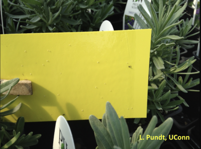 yellow sticky card in an herb greenhouse