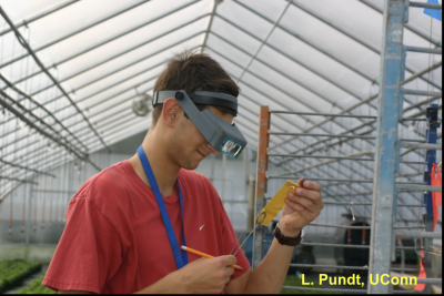 man looking at sticky card for insect pests in an herb greenhouse