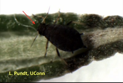 Black aphid with antennae on a leaf