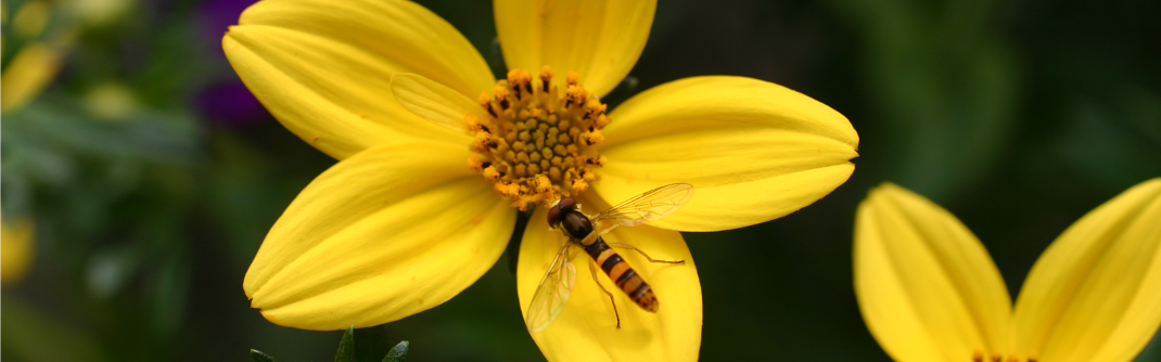 biological control insect on a yellow flower in a greenhouse