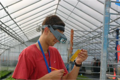 man in red shirt with magnifying glasses looking at IPM insect scouting card in a greenhouse