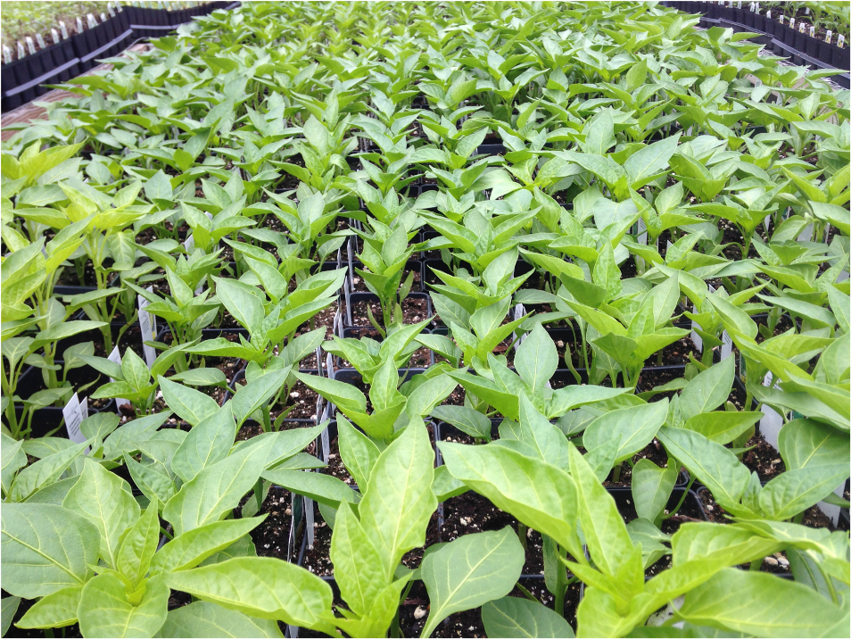 vegetable seedlings in trays