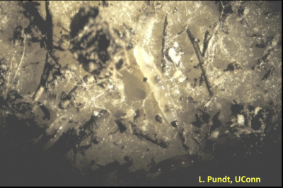 Microscopic image of gnats on potato slices