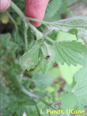 Bright red, young plant bug nymph on catmint leaves.
