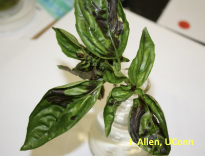 Basil plant with rotten leaves