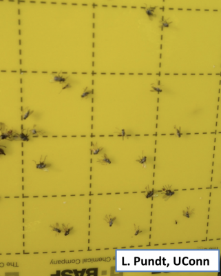 Yellow background with flies on it