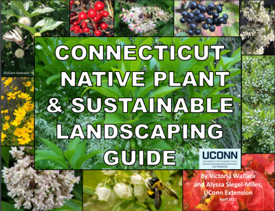UConn Native Plant and Sustainable Landscaping Guide