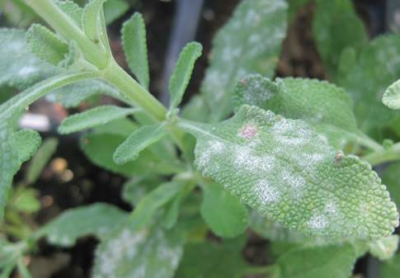 whitish coloring on green plant leaves