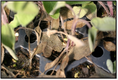 Rhizoctonia web blight on sage. Look for tan, cottony fungal threads. Photo by L. Pundt
