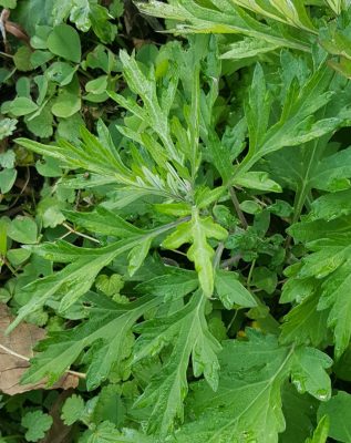 Close-up picture of the leaves of common mugwort 