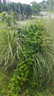 Swallow-wort plant taking over ornamental grasses