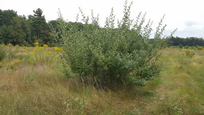 Autumn olive shrub in meadow with dense, tall branches