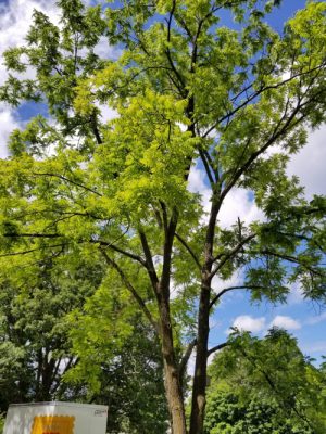 Mature tree-of-heaven next to house