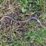 Jumping worm in grass