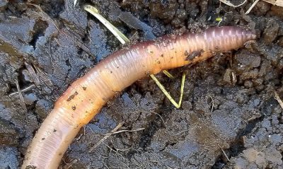 European earthworm in mud