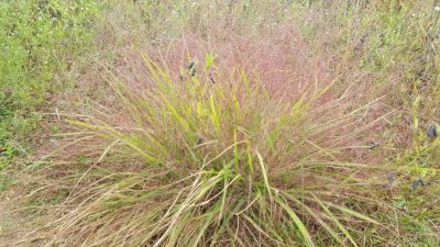 Patch of Purple lovegrass in meadow