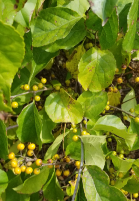 Unripe, yellow fruit and foliage.