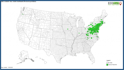 Distribution map of mile-a-minute in US. Greatest concentration in CT, NY, PA, NJ, MD, DC, DE, WV and VA