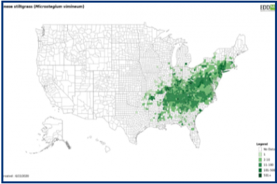 Distribution map of stiltgrass in US. Greatest concentration in Eastern half of US.