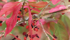 Red fruit and foliage of bittersweet.