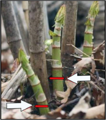 Arrows indicate the ideal location to cut stems multiple times during the growing season for mechanical control. Photo by Petie Reed, Source: Kathy Connolly.